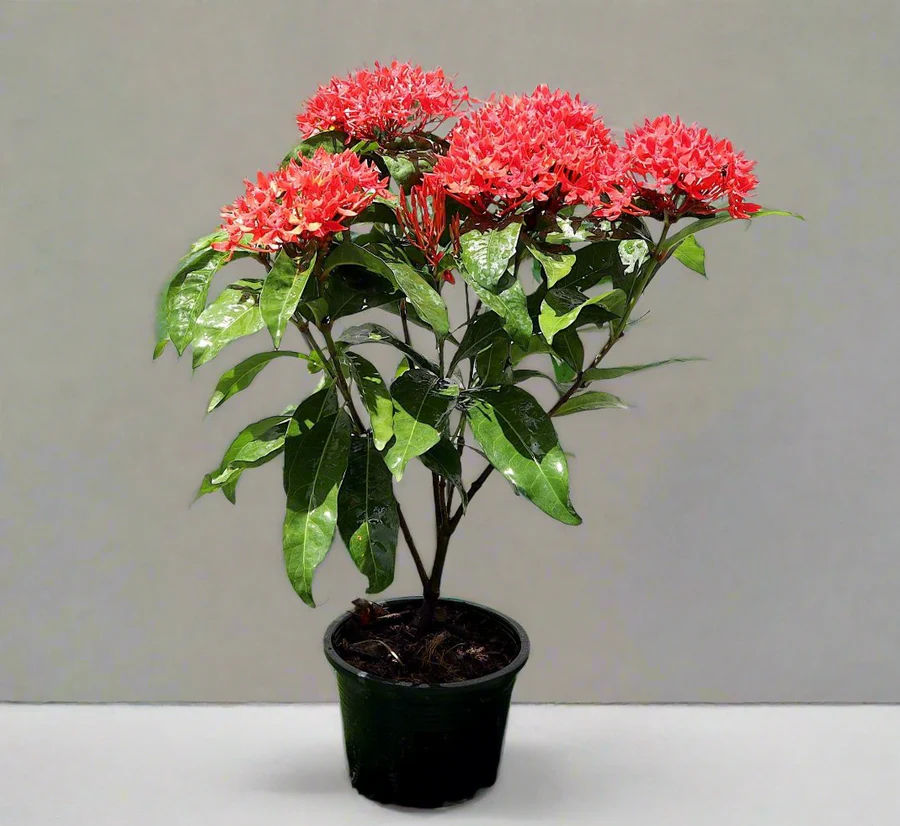 ixora chenesis red