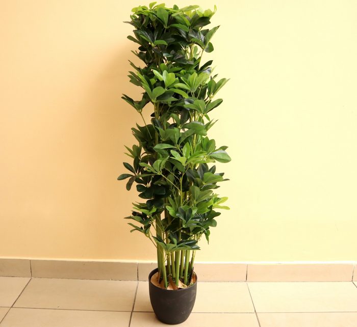 Artificial Schefflera arboricola "Green" Greensouq