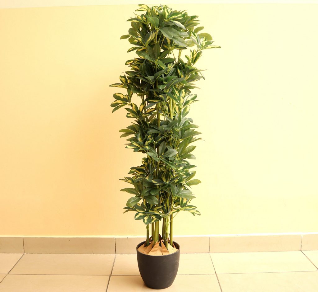 are schefflera plant safe for dogs