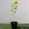 Ornamental Sunflower "Helianthus annuus" Greensouq