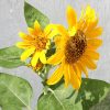 Ornamental Sunflower "Helianthus annuus" Greensouq