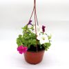 Hanging Petunia Mix "Petunias" Greensouq