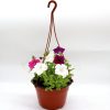 Hanging Petunia Mix "Petunias" Greensouq