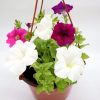 Hanging Petunia Mix "Petunias" Greensouq