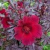 Hibiscus acetosella "Cranberry or Red Leaved Hibiscus" Greensouq
