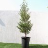 Terminalia buceras "Buscida buceras / Black olive tree" Greensouq