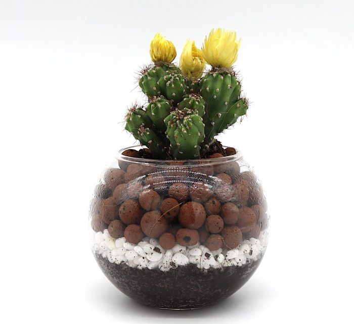 Ornamental Cactus in Transparent pot "Terrarium" Greensouq