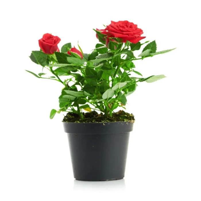 rose plant