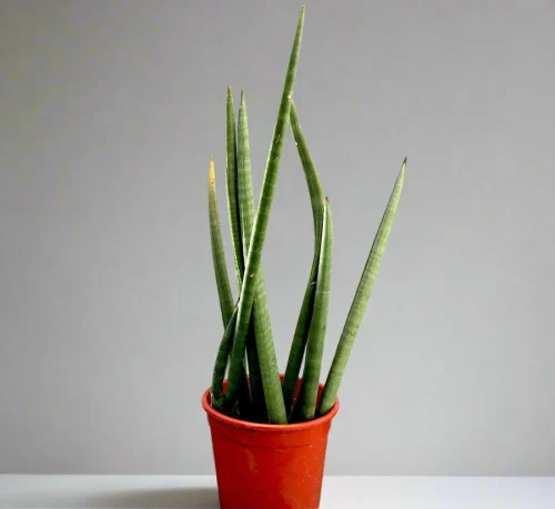 Sansevieria Desertii “Sansevieria Cylindrica Skyline