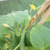 Cucumber Plant Greensouq