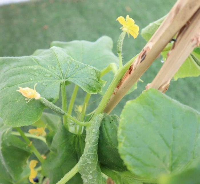 Cucumber Plant Greensouq