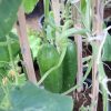 Cucumber Plant Greensouq