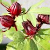 Hibiscus Sabdariffa Greensouq