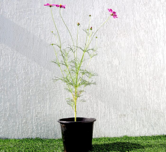 Cosmos Flowering Plant Greensouq