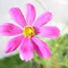 Cosmos Flowering Plant Greensouq