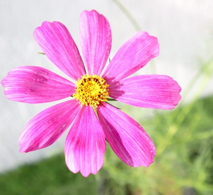 Cosmos Flowering Plant Greensouq