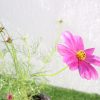 Cosmos Flowering Plant Greensouq