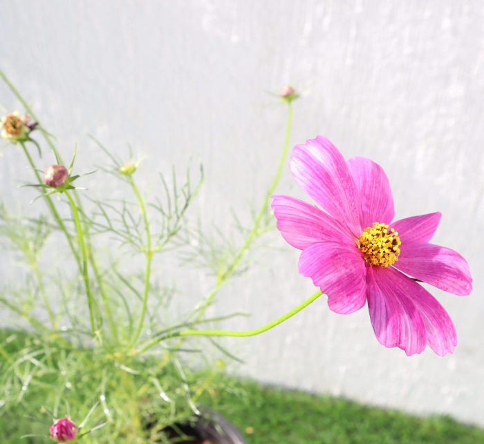 Cosmos Flowering Plant Greensouq