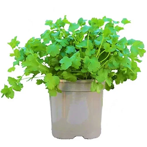 coriander