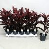 Cordyline Fruticosa Mambo Greensouq