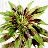 Amaranthus Tricolor Greensouq