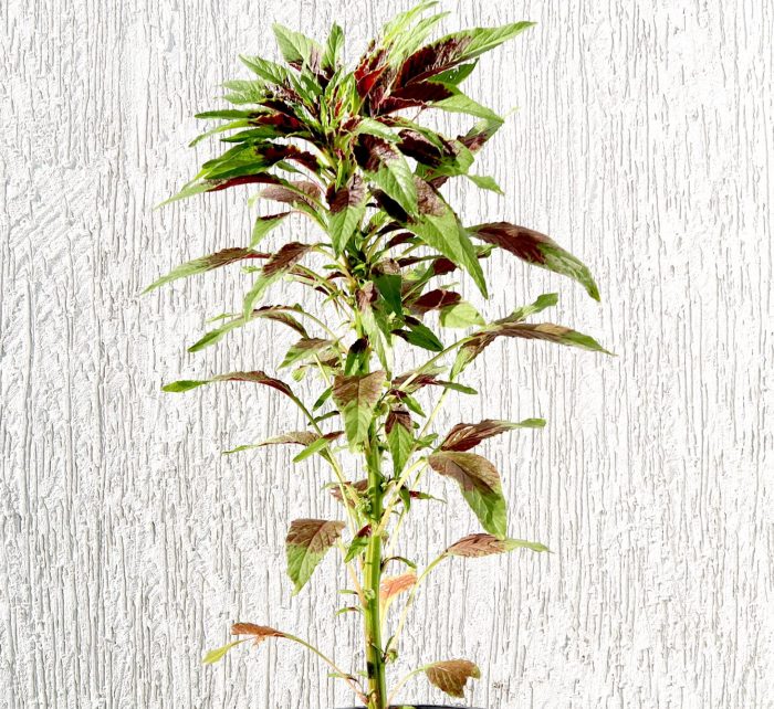 Amaranthus Tricolor Greensouq