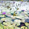 Water Lily Nymphaea "King of Siam" Greensouq