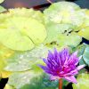 Water Lily Nymphaea "King of Siam" Greensouq