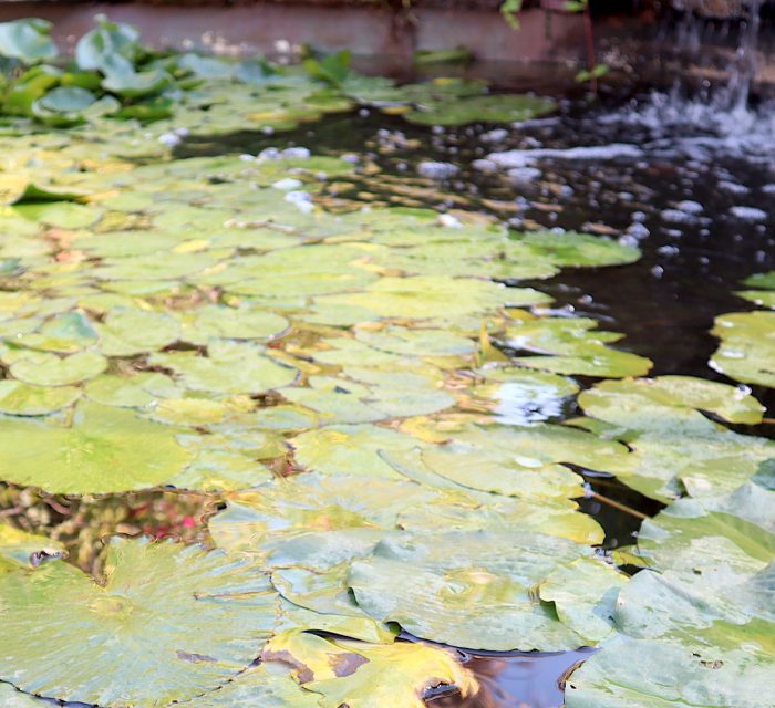 Nymphaea mexicana Greensouq