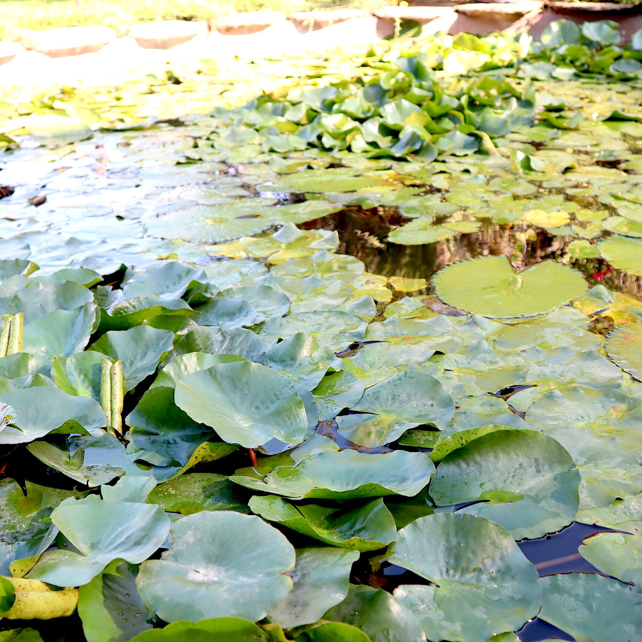 Pond plants near deals me