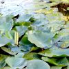 Nymphaea mexicana Greensouq