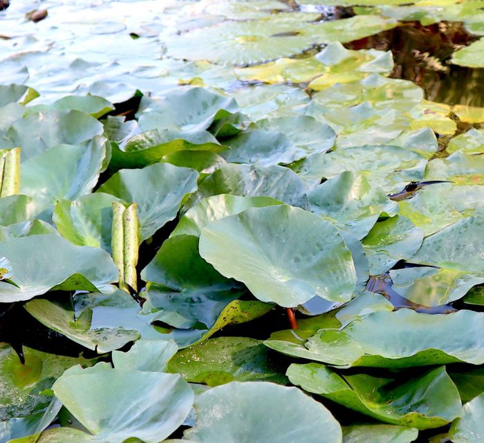 Nymphaea mexicana Greensouq