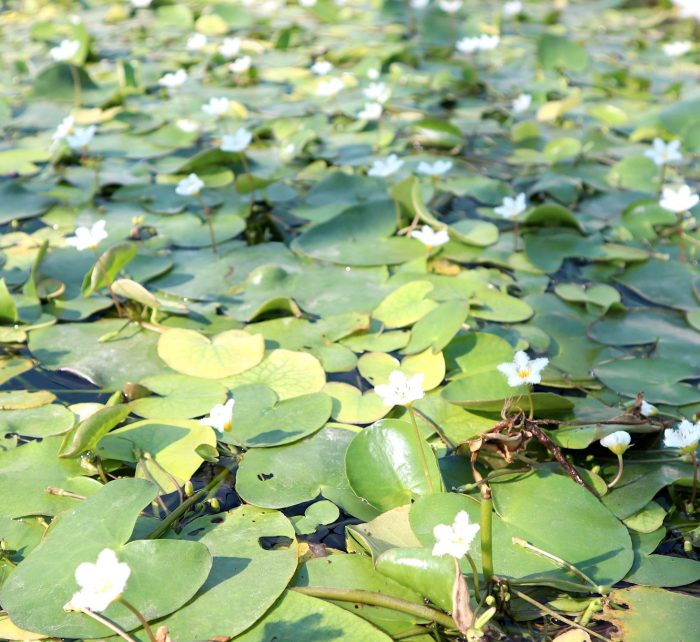 Water Snowflake Greensouq