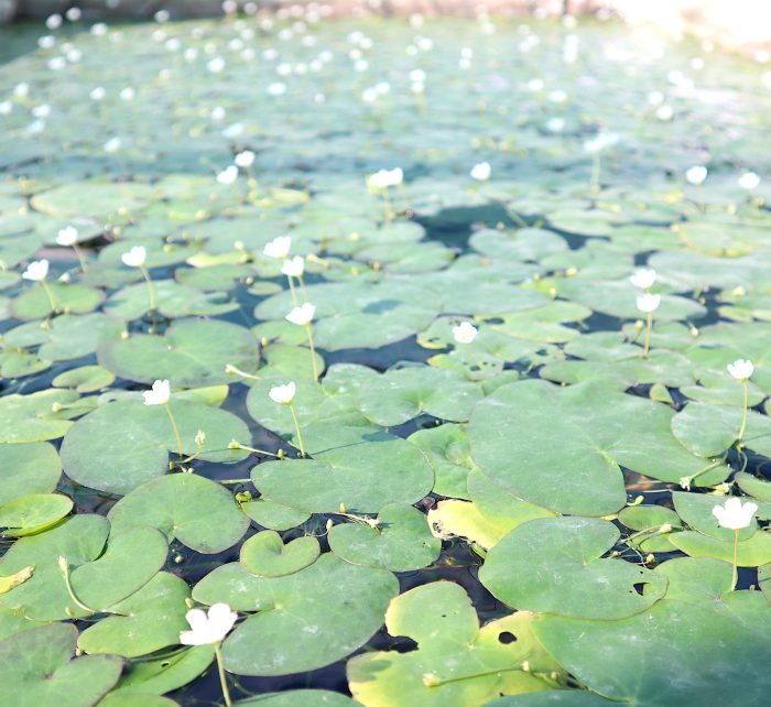 Water Snowflake Greensouq