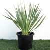 Yucca Gloriosa Greensouq