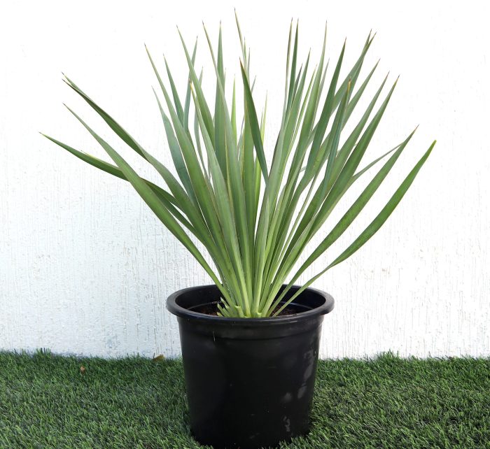 Yucca Gloriosa Greensouq