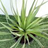 Yucca Gloriosa Greensouq