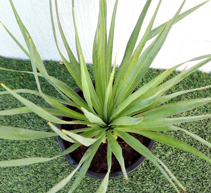 Yucca Gloriosa Greensouq