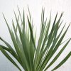 Yucca Gloriosa Greensouq