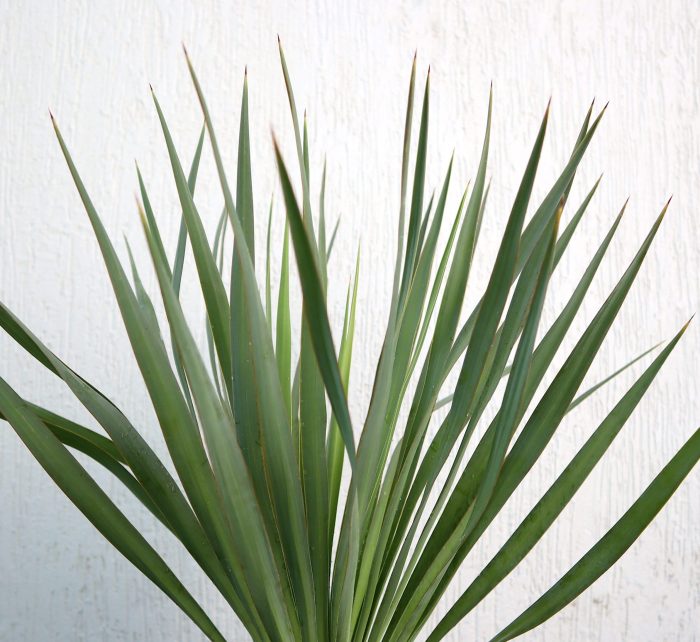 Yucca Gloriosa Greensouq