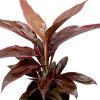 Cordyline Fruticosa Mambo Greensouq