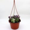 Alyssum Hanging mix Greensouq