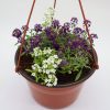 Alyssum Hanging mix Greensouq