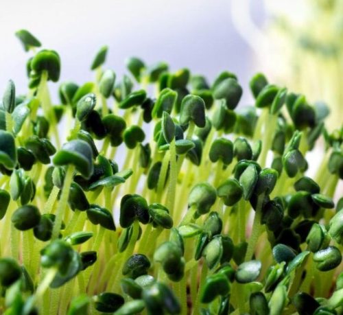 Microgreens