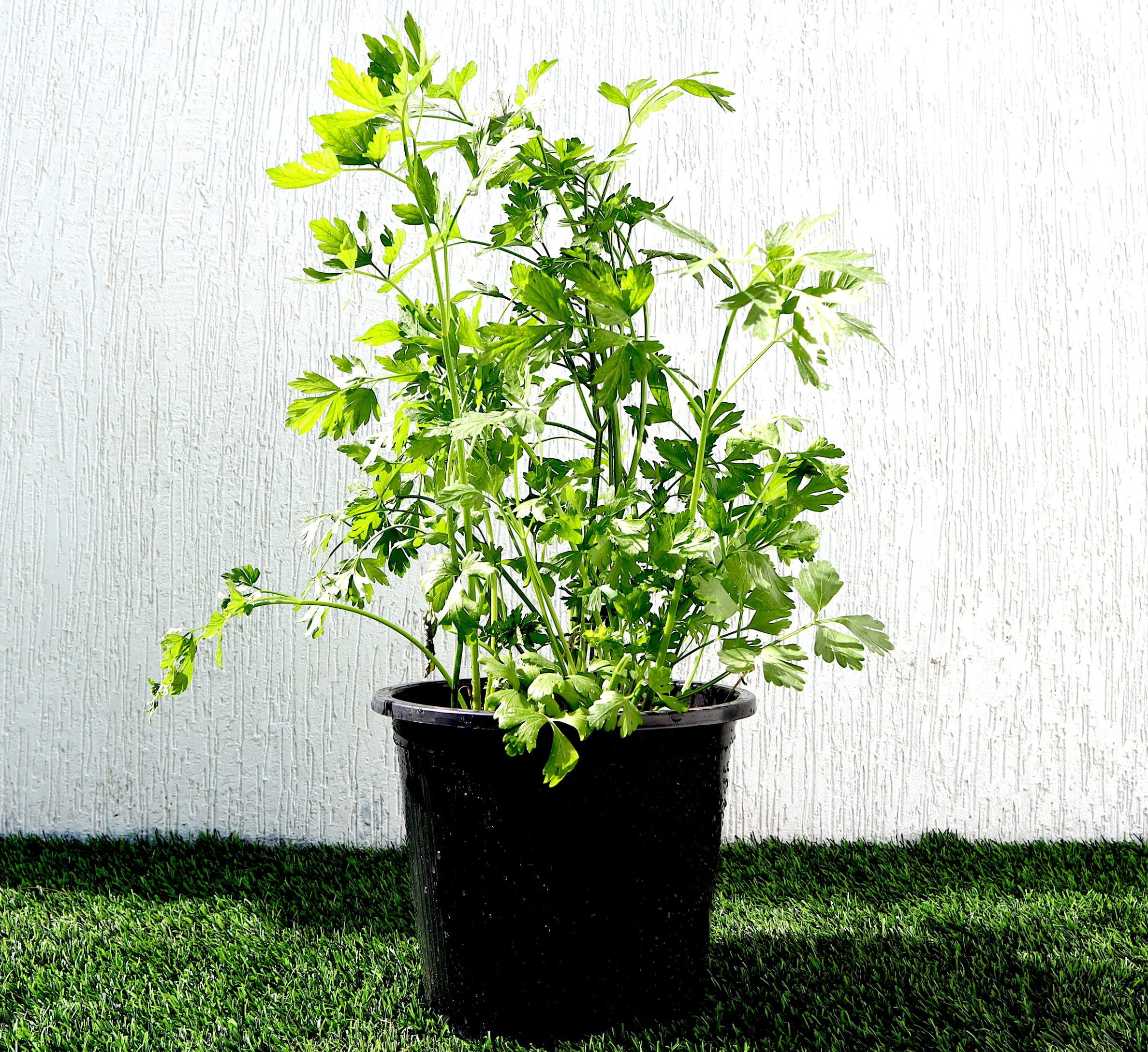 Vegetable plants online online