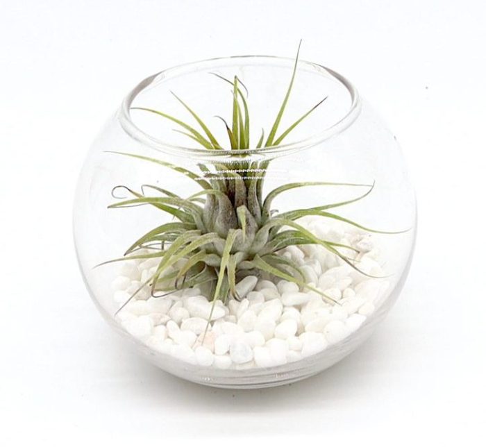 Air Plants Tillandsia Greensouq