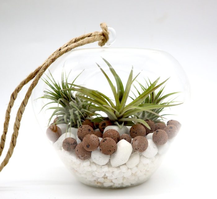 Air Plants Tillandsia Greensouq