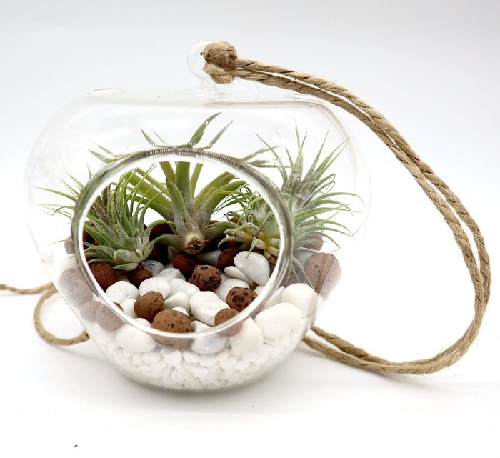 Air Plants Tillandsia Greensouq