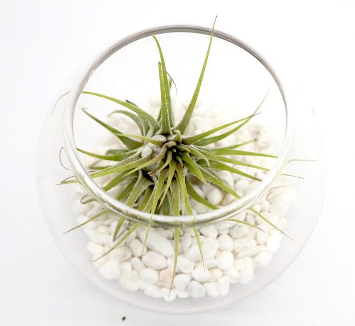 Air Plants Tillandsia Assorted Greensouq