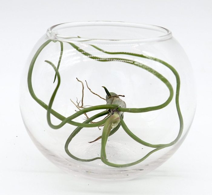 Air Plants Tillandsia Greensouq